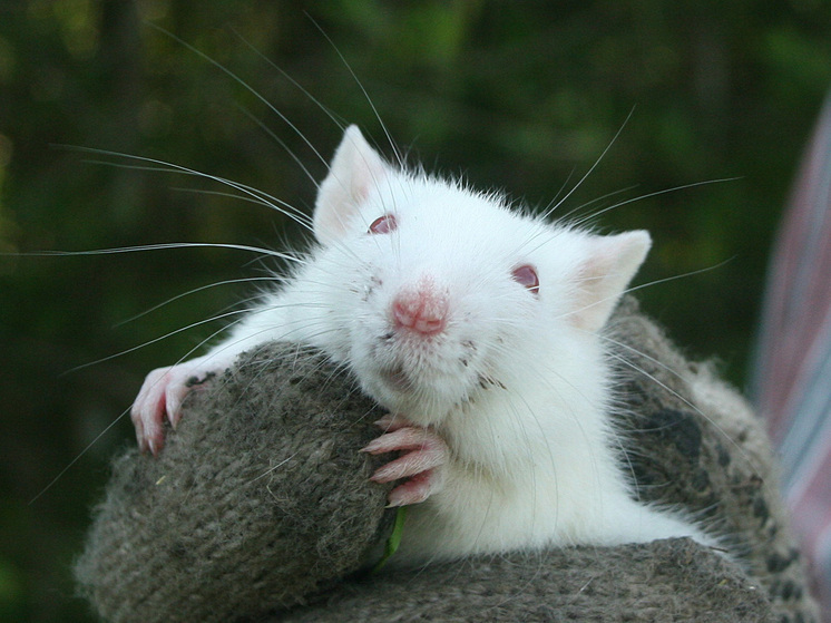 Исследователи обнаружили массовые атаки крыс на летучих мышей в немецких пещерах